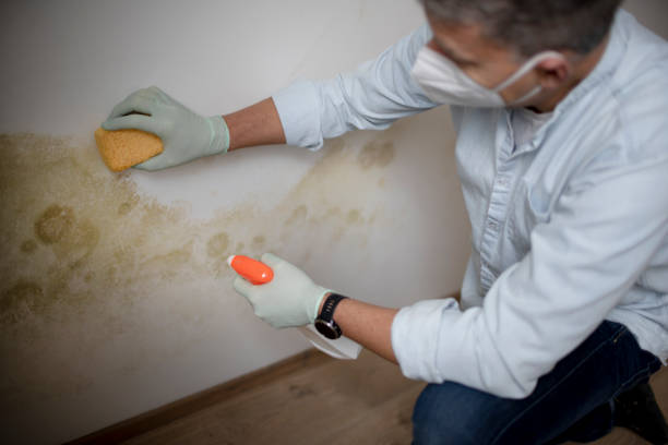 Best Black Mold Remediation in Sunray, TX