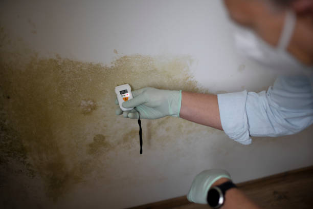 Best Attic Mold Remediation in Sunray, TX