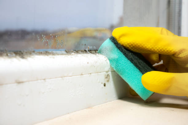 Best Mold Testing and Inspection Services in Sunray, TX