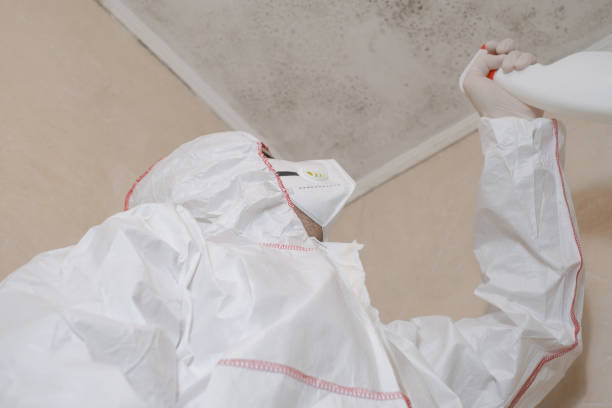 Best White Mold Remediation in Sunray, TX