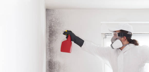 Sunray, TX Mold Remediation Company