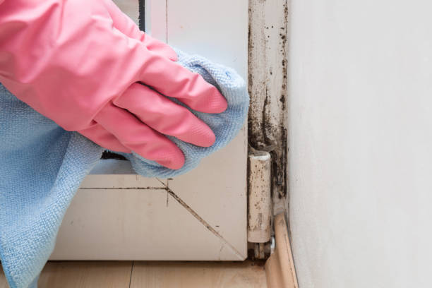 Best Residential Mold Remediation in Sunray, TX