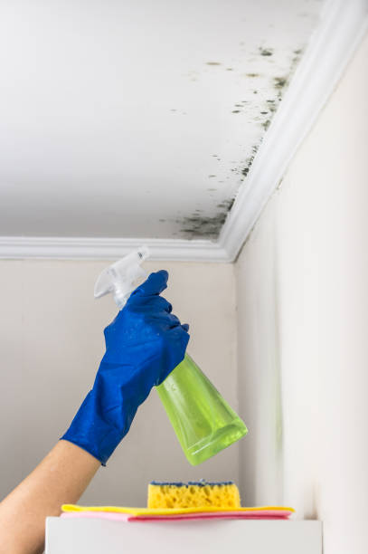 Best Health and Safety Mold Remediation in Sunray, TX